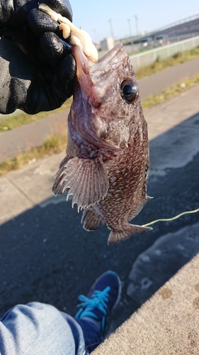 マゾイの釣果