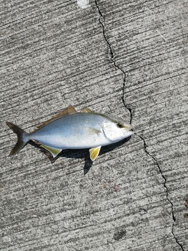 ショゴの釣果