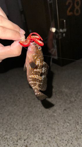 キジハタの釣果