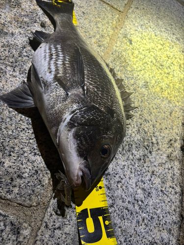 チヌの釣果