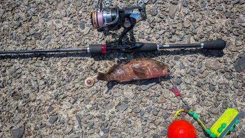 アカハタの釣果