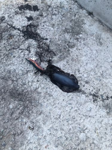 水産試験場跡