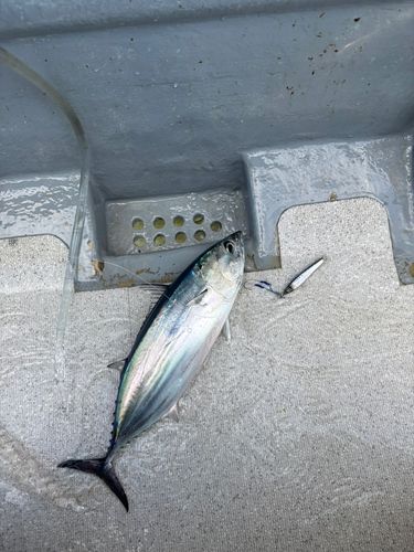 カツオの釣果