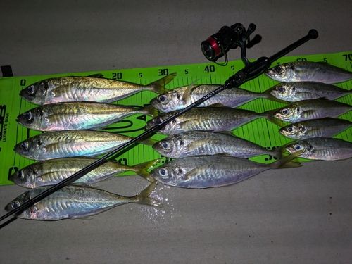 アジの釣果