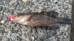 オオモンハタの釣果