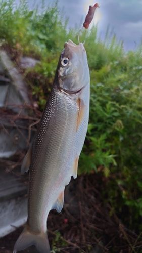 ウグイの釣果