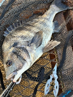 クロダイの釣果