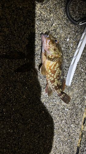 カサゴの釣果