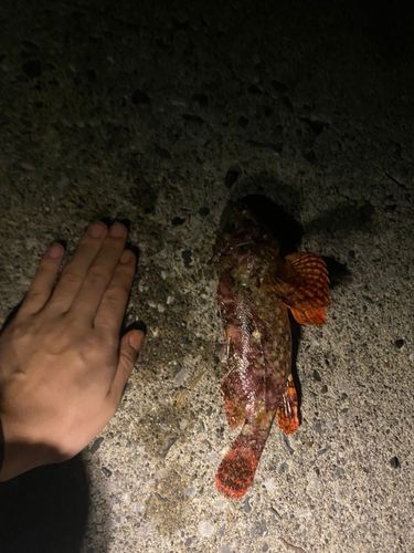 ガシラの釣果