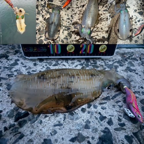 アオリイカの釣果