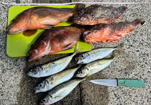 アコウの釣果