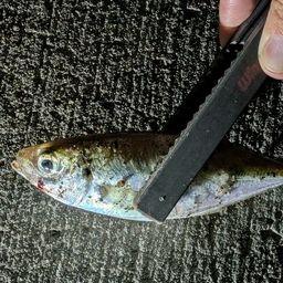 アジ