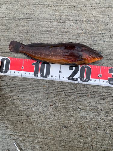 アイナメの釣果