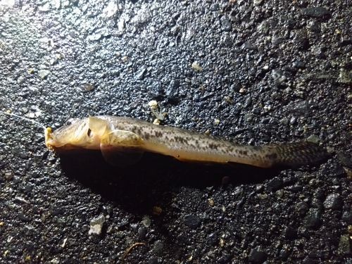 ハゼの釣果
