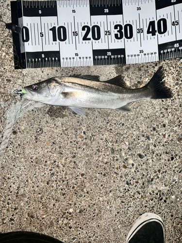 シーバスの釣果