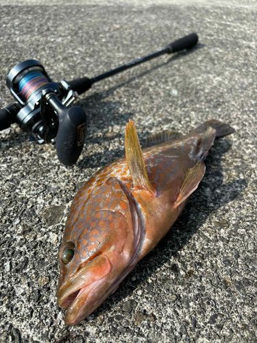 アコウの釣果