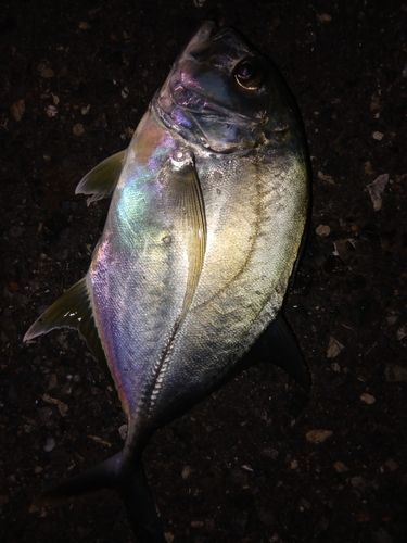 メッキの釣果