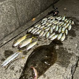 アジ