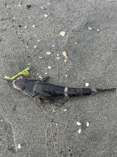 イネゴチの釣果