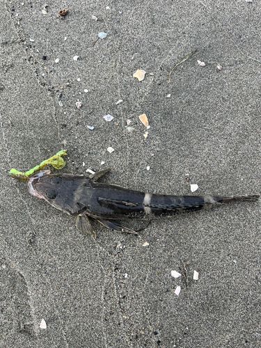 イネゴチの釣果