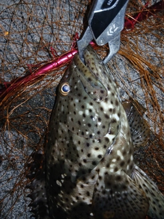 ヤイトハタの釣果