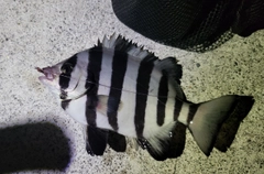 イシダイの釣果