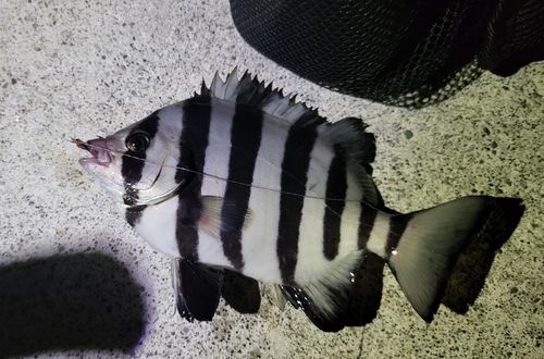 伊良湖サーフ