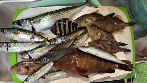 キジハタの釣果