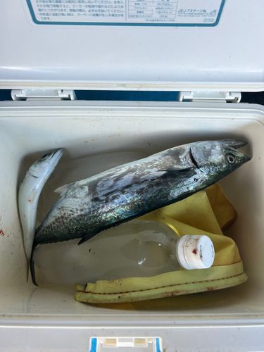 サゴシの釣果