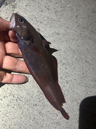 ドンコの釣果