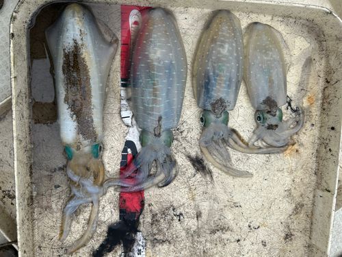 アオリイカの釣果