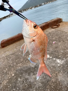 タイの釣果