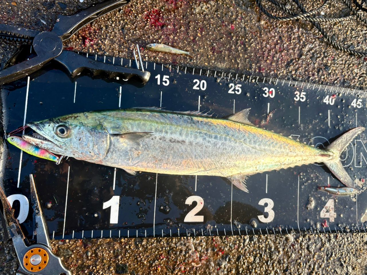 メジャークラフト トリプルクロス シーバス TCX-962ML / majorcraft (SP)