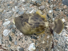 カワハギの釣果