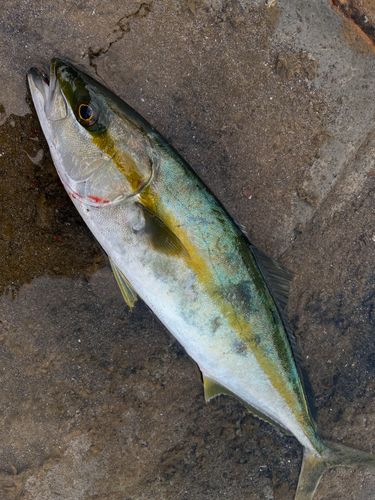 ヒラマサの釣果