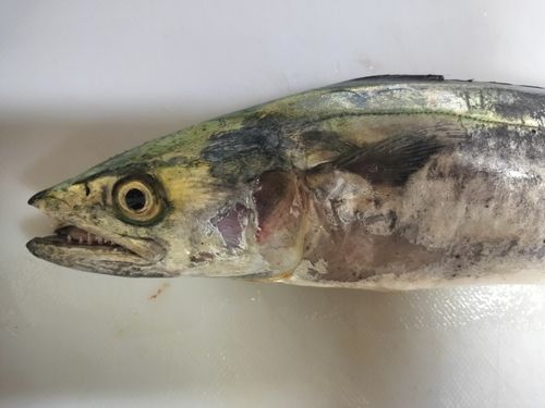 サゴシの釣果