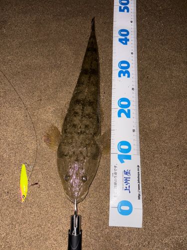 マゴチの釣果
