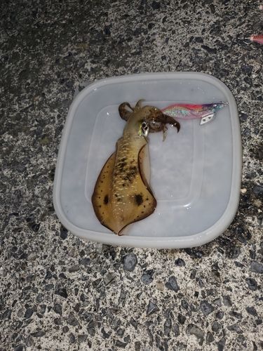 アオリイカの釣果