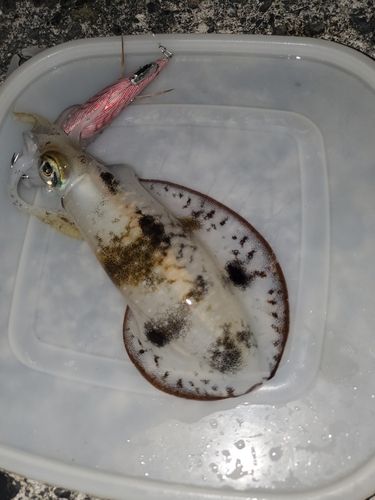 アオリイカの釣果