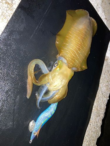 アオリイカの釣果