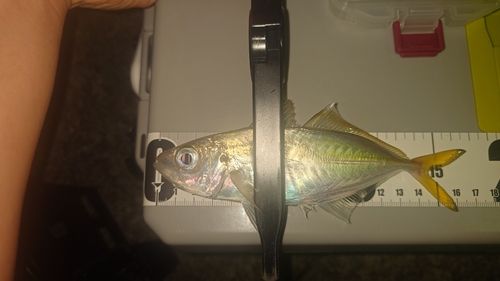 マアジの釣果
