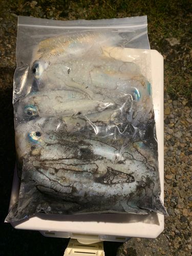 有磯海
