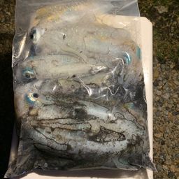 アオリイカ
