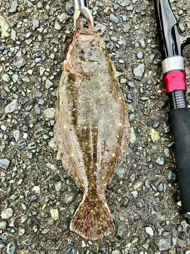ヒラメの釣果