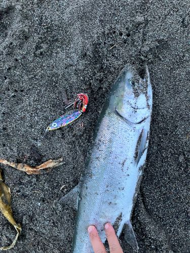 サケの釣果