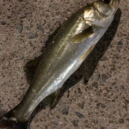 ハネ（マルスズキ）