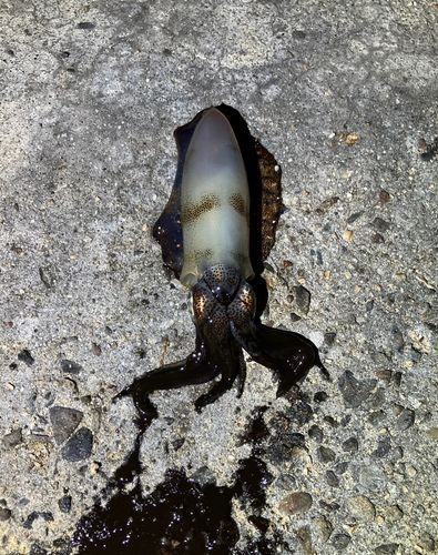 豊浜漁港