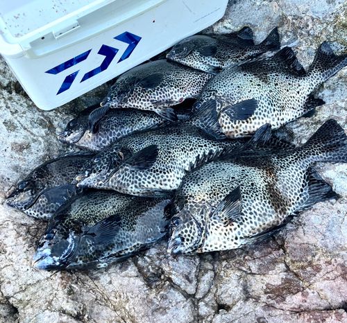 イシガキダイの釣果