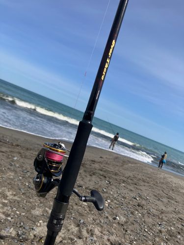 サケの釣果