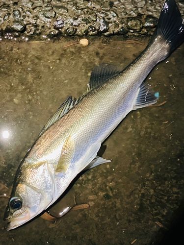 フッコ（マルスズキ）の釣果